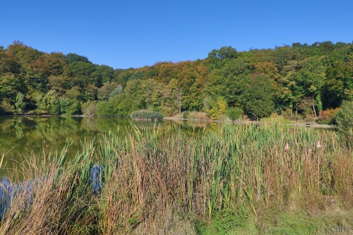 Etang de Meudon