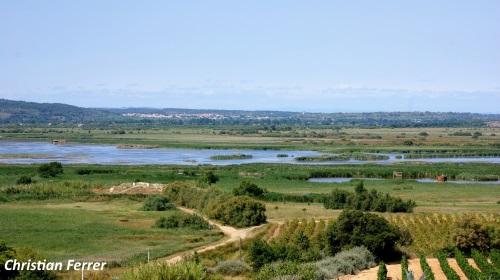Etang de Vendres (34)